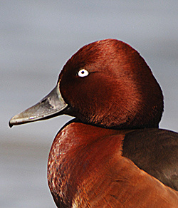 250FerruginousDuckJC