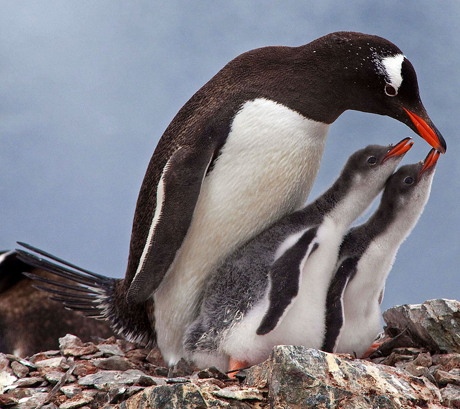 2009 02 06 9833-closeup-antarctica-baby-gentoo-penguin-chicks