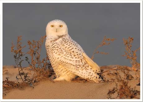 snowy owl