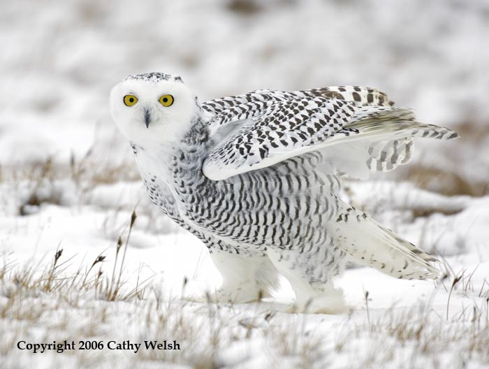 Snowy-Owl-1