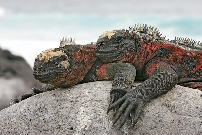 marine iguanas in love