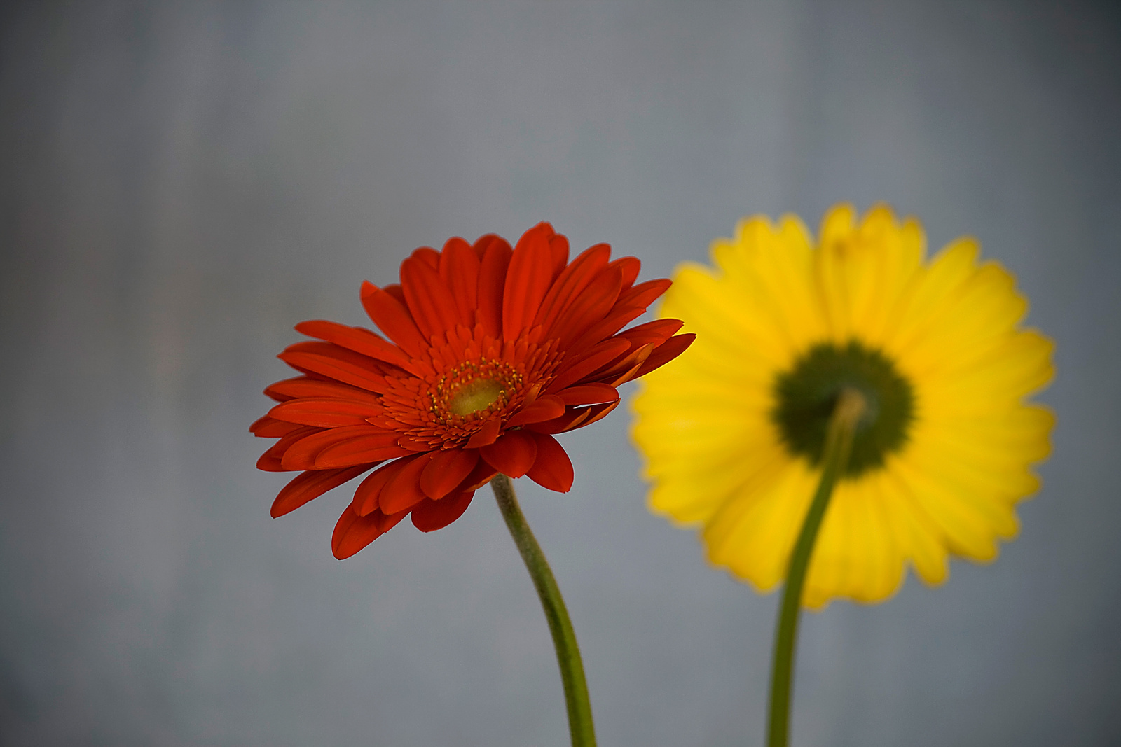 Gerbera