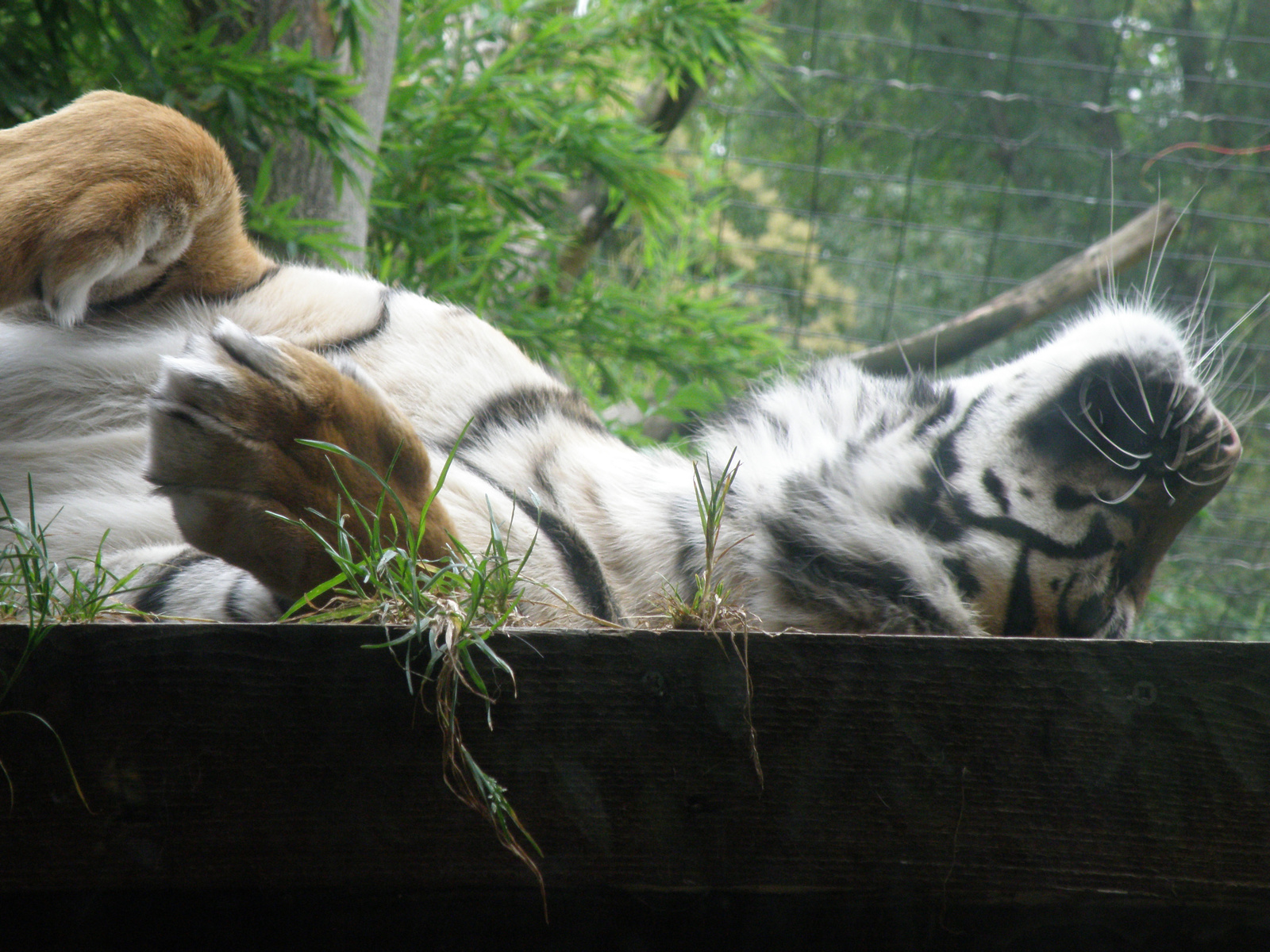 London Zoo