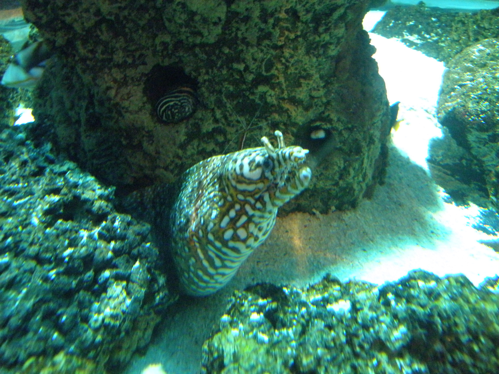 London Sealife Aquarium