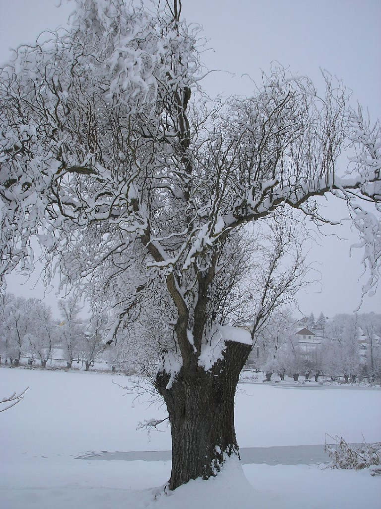 Pogányi tó 044