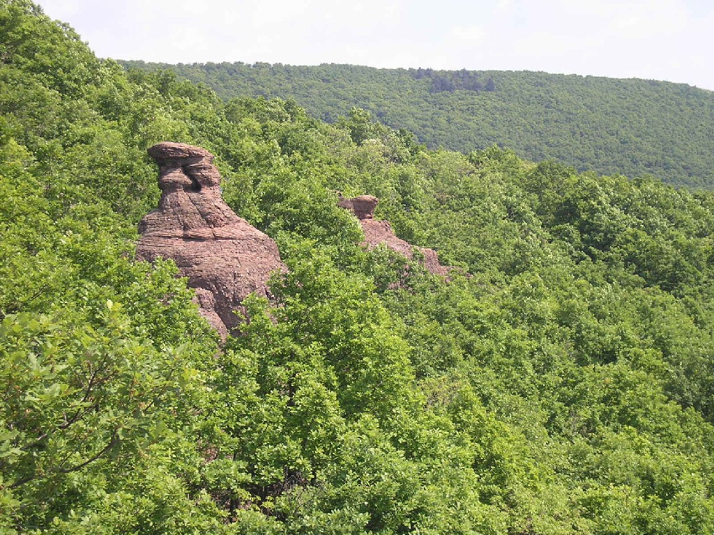 erdő-virágok-kővek 084