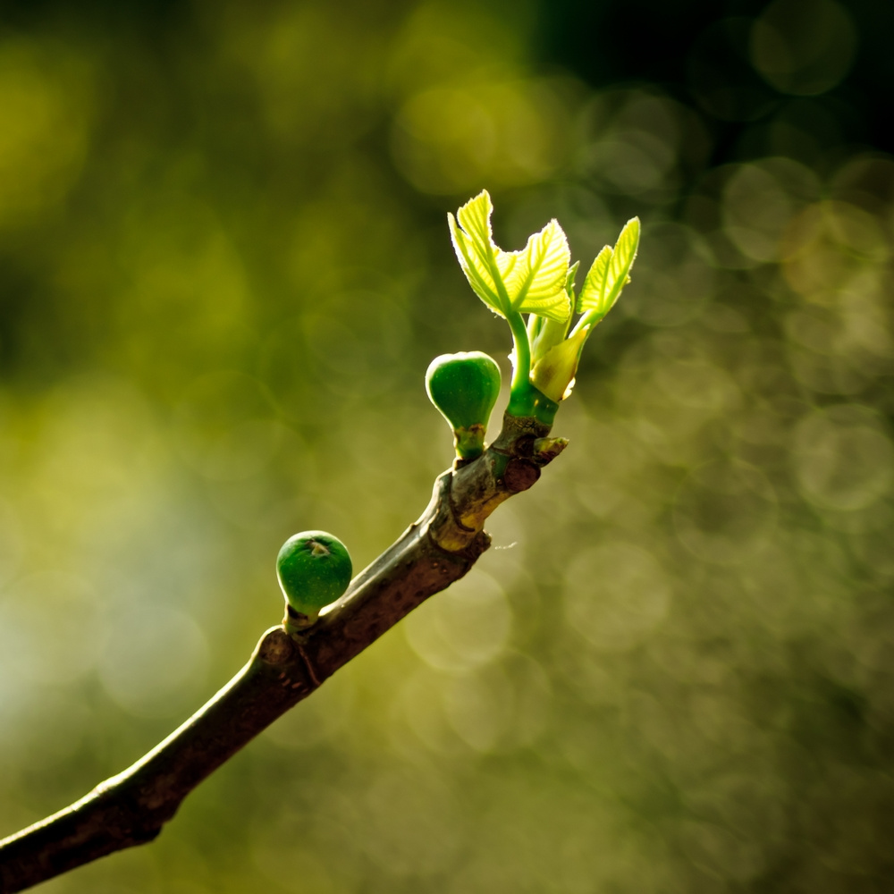 Füvészkert bokeh