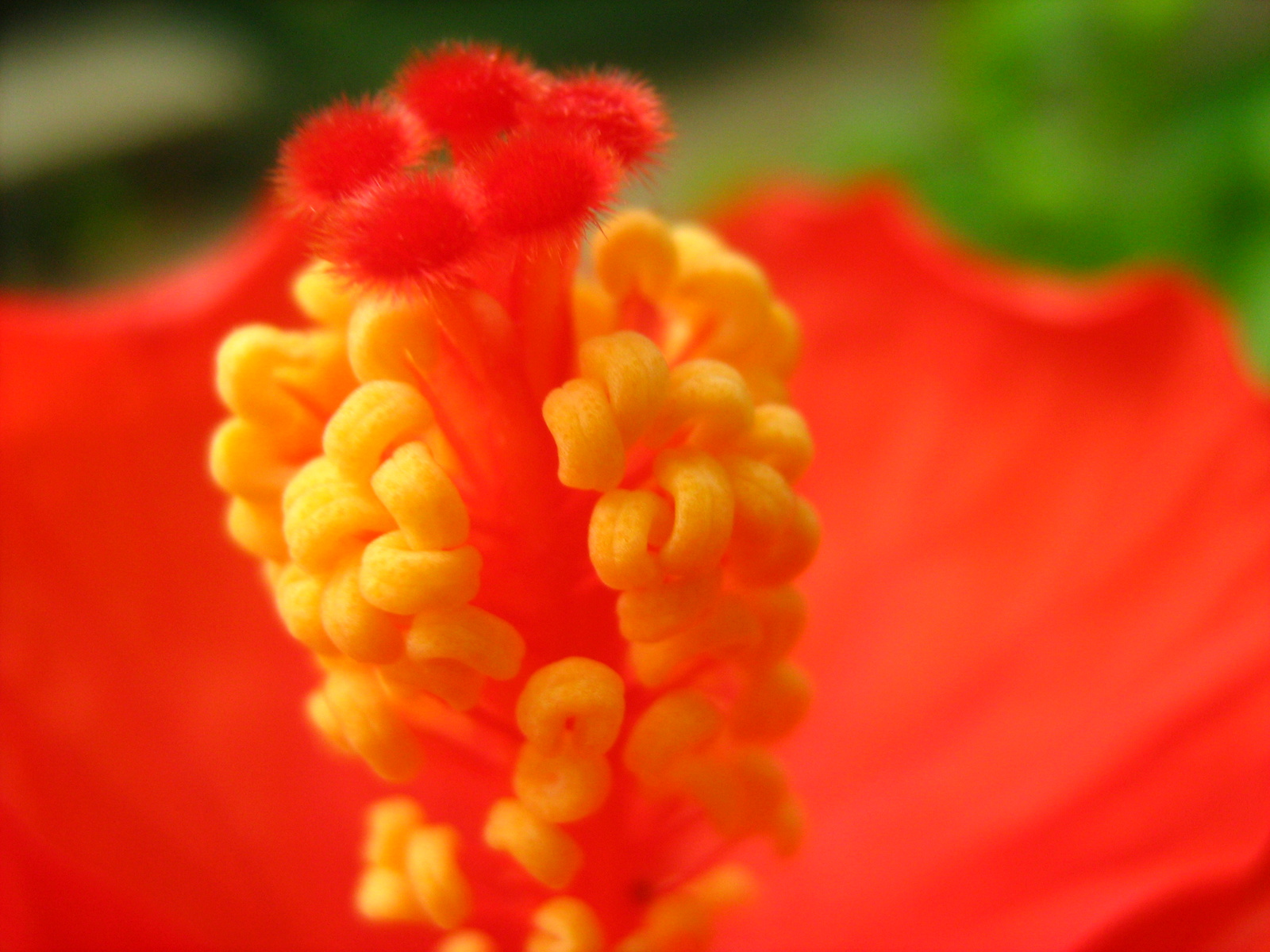 Narancsszín Hibiscus