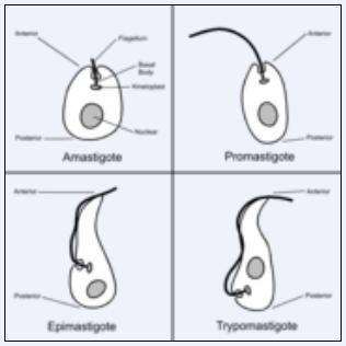 Trypanosomatid Cellular Forms