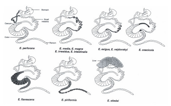 eimeria spp. (nyúl)2