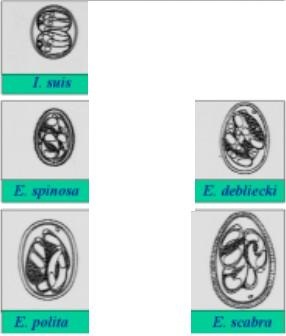 isospora és eimeria spp. (su)