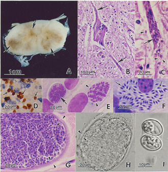 sarcocystis neurona