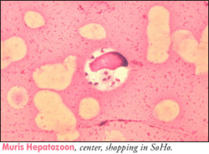 hepatozoon muris