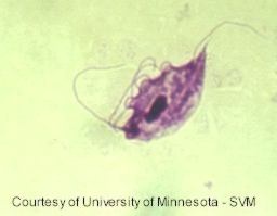 tritrichomonas foetus