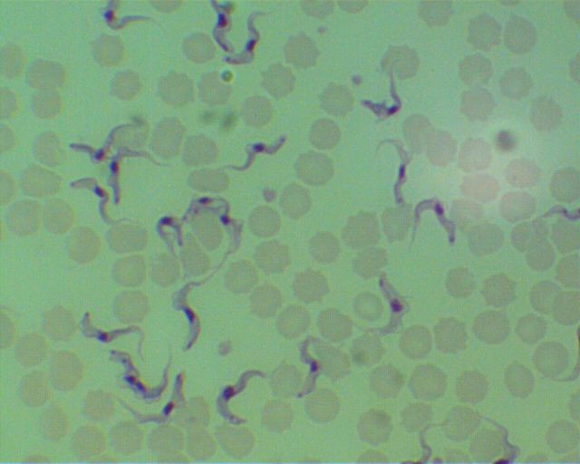 trypanosoma equiperdum