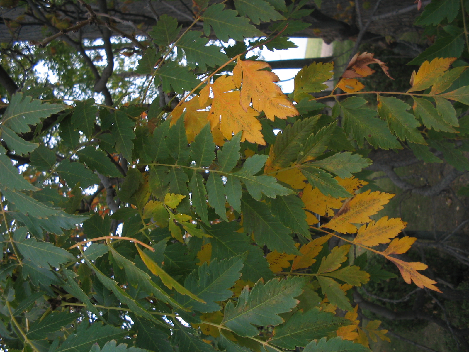 őszbe öltöző fa levelek