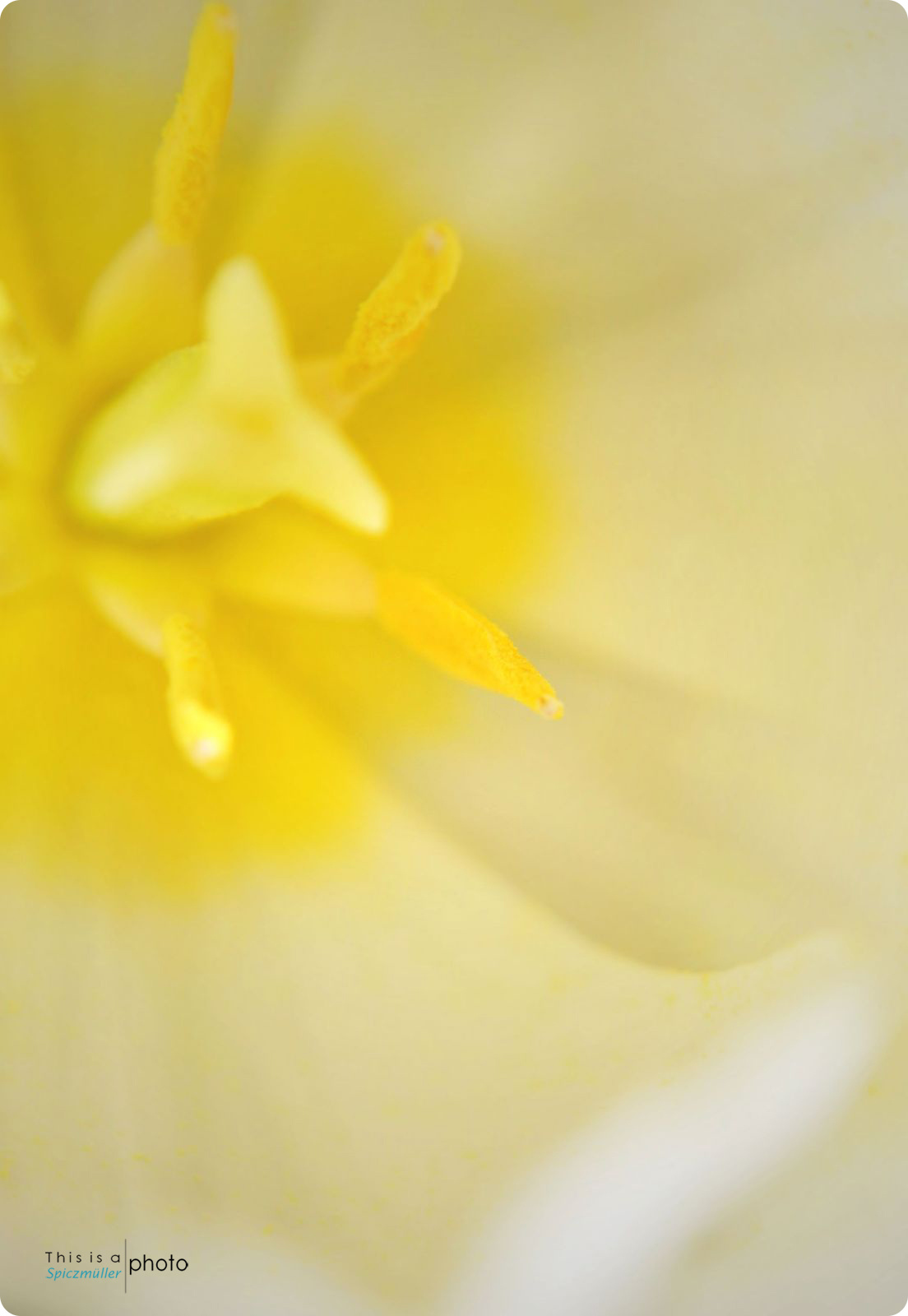 Tulip inside(Tulipán belülről)