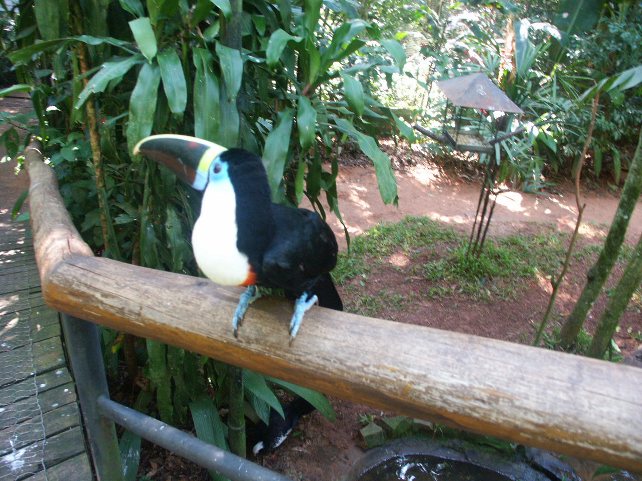 Iguazu 063