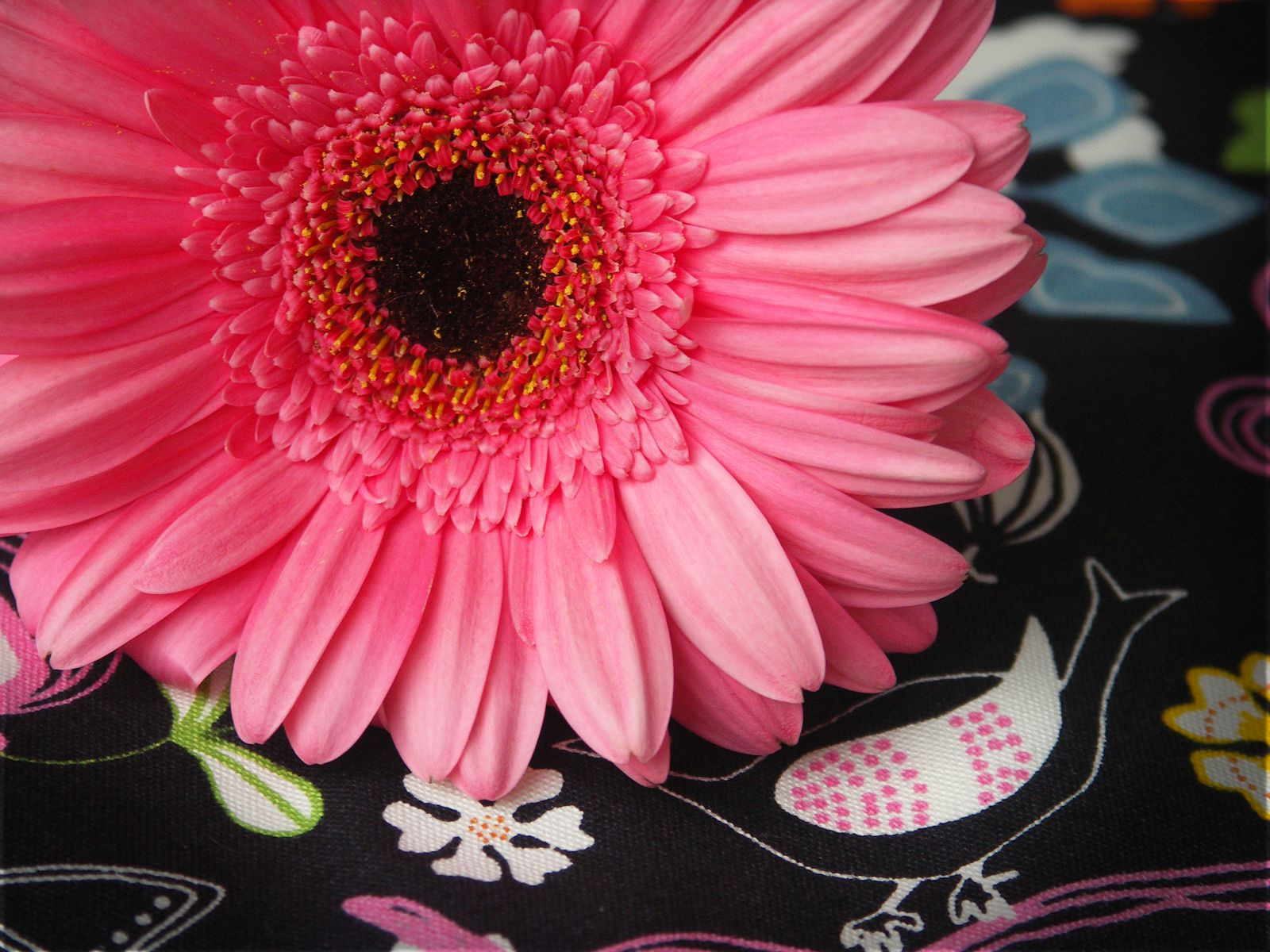 pink gerbera