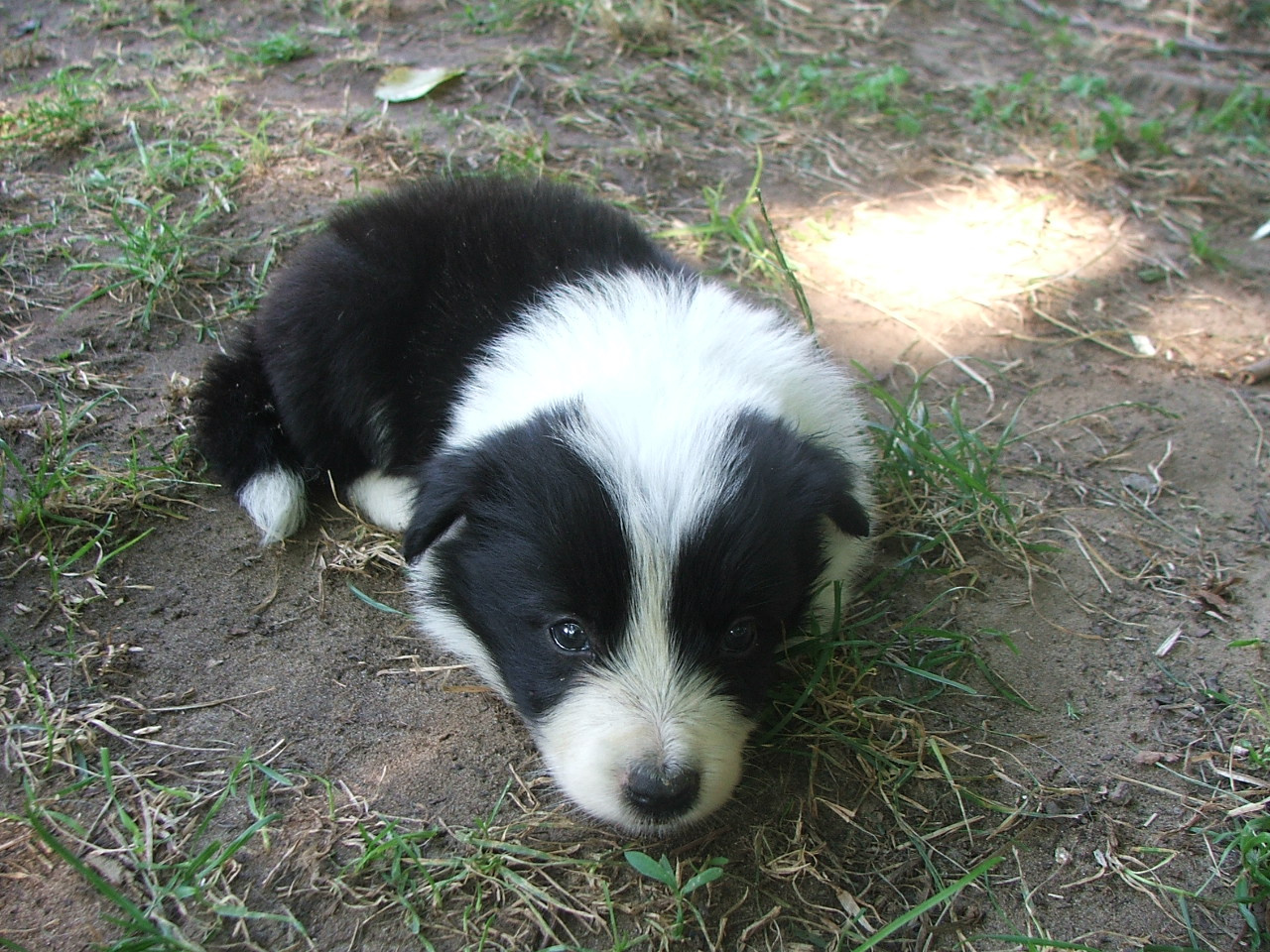 2011 .Lajosmizse-Forestry Farm 077