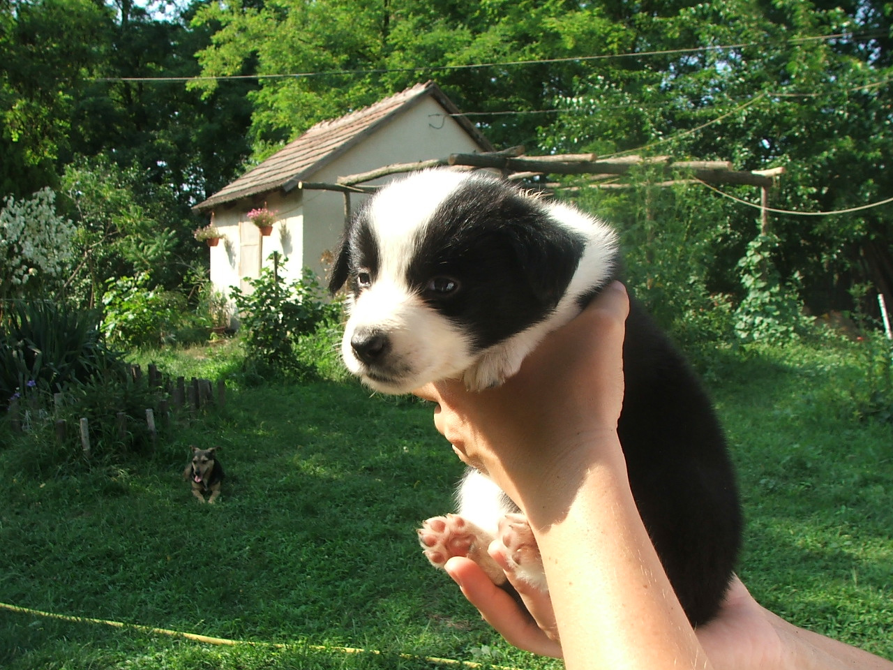 2011 .Lajosmizse-Forestry Farm 115