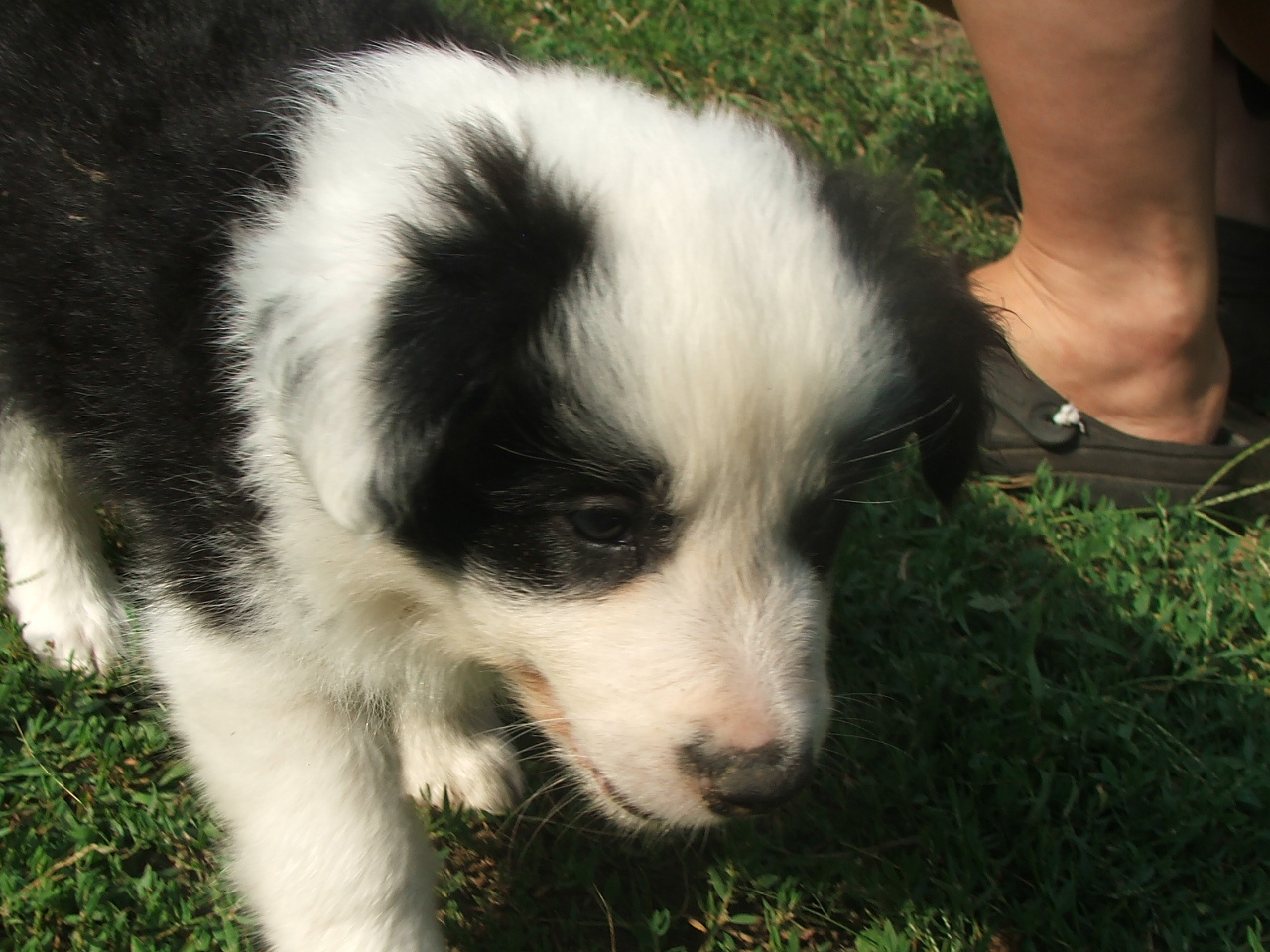 2011 .Lajosmizse-Forestry Farm 132