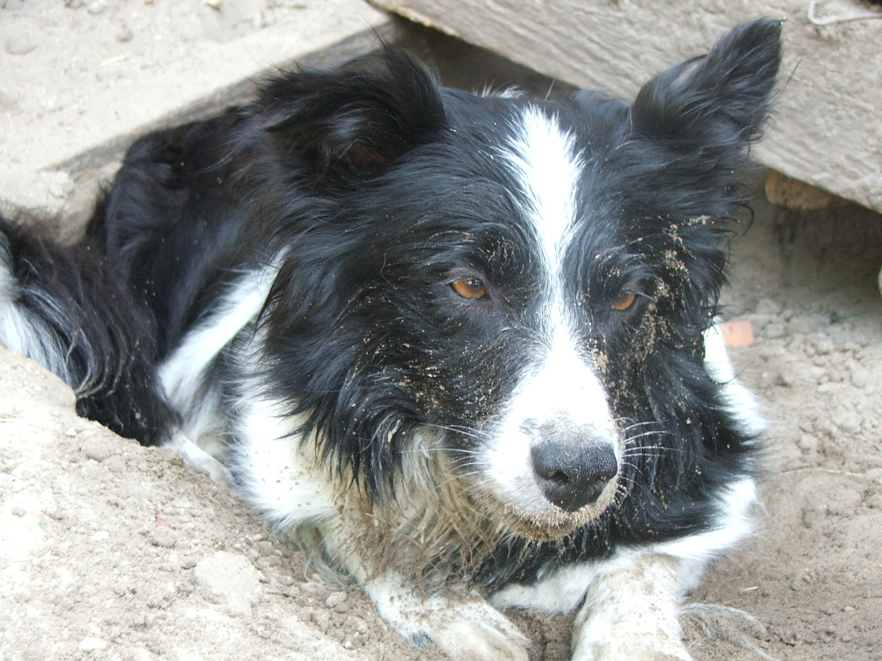 2011 .Lajosmizse-Forestry Farm 168