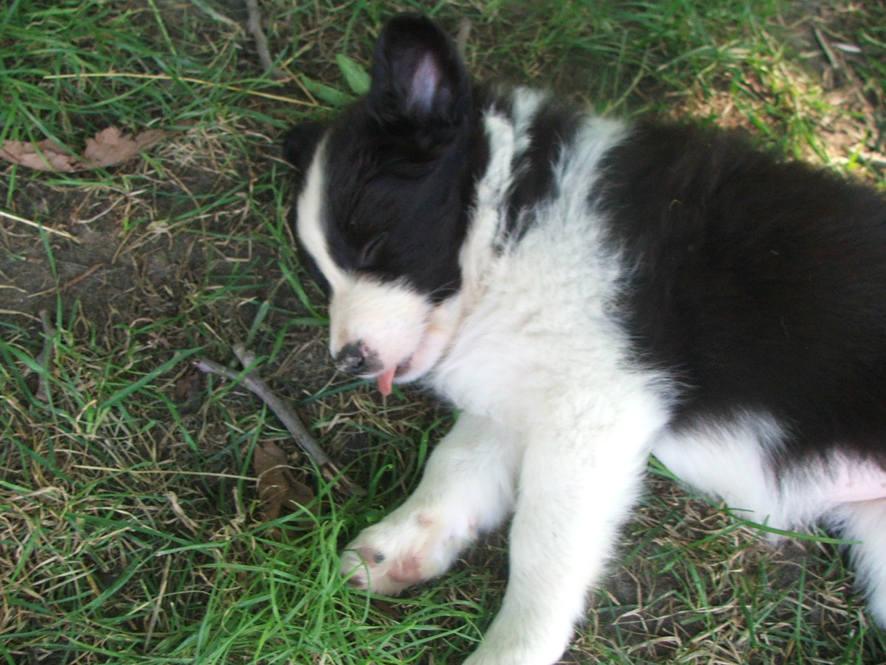 2011 .Lajosmizse-Forestry Farm 201