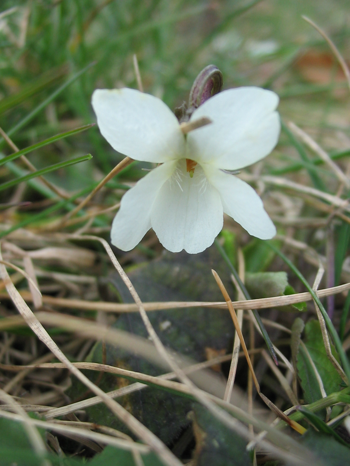 2009 03 23 Szőlő 013