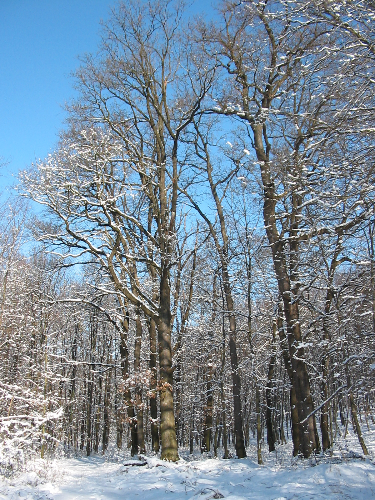 2010 02 02 Orfű-Égervölgy 043