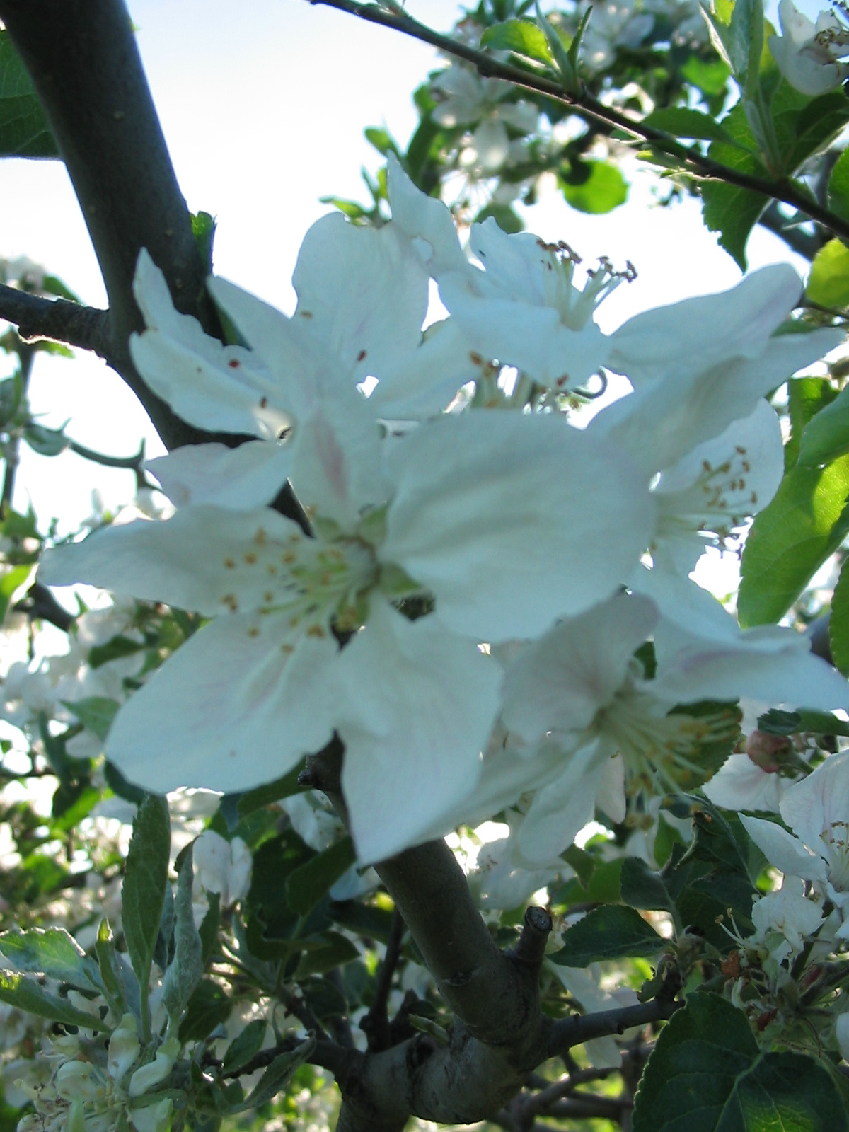 2010 04 29 szőlő 016