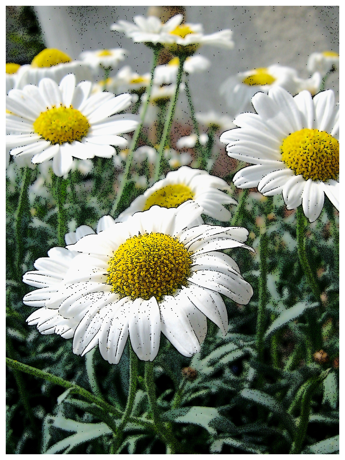 flowers