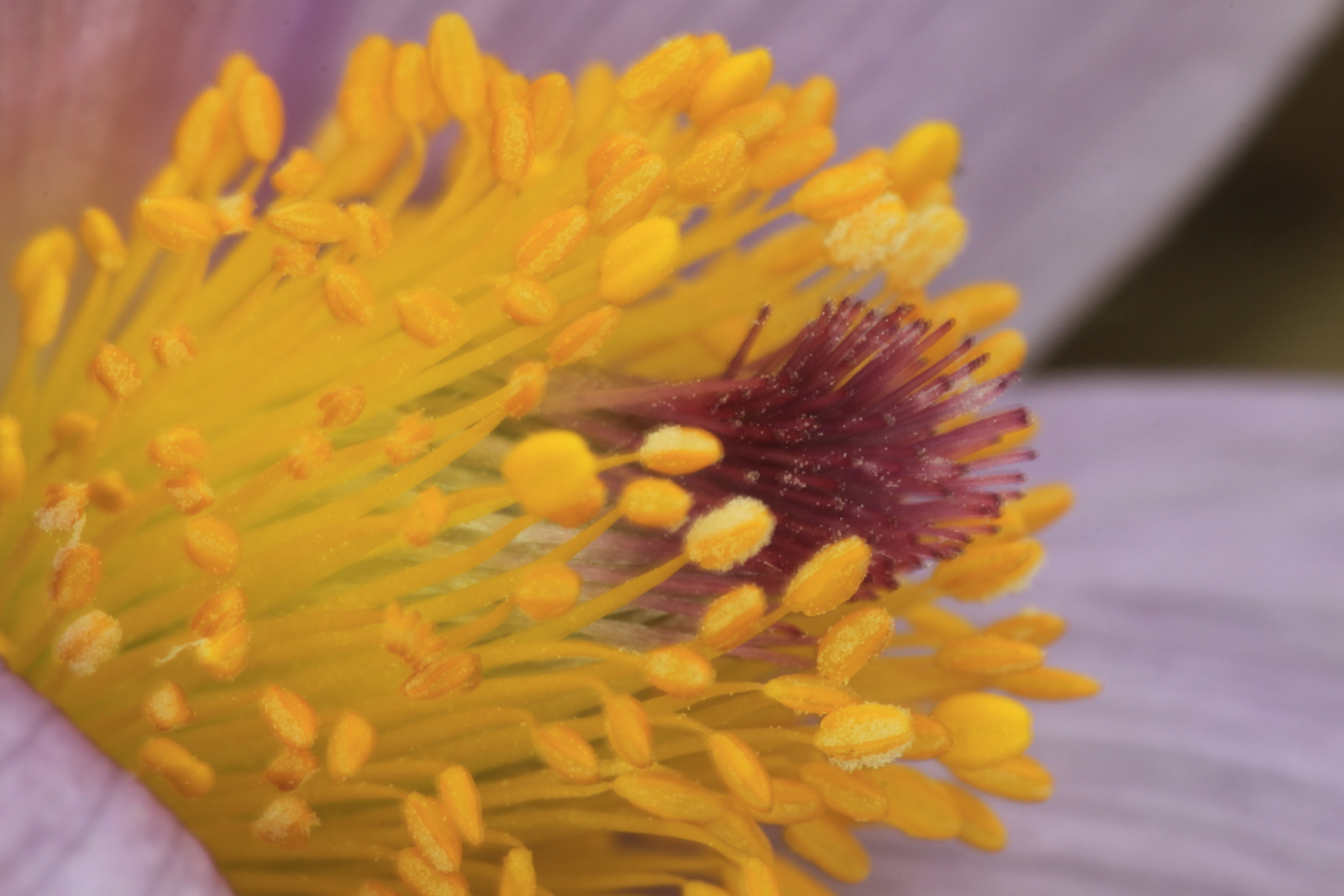 leánykökörcsin (Pulsatilla grandis) 3