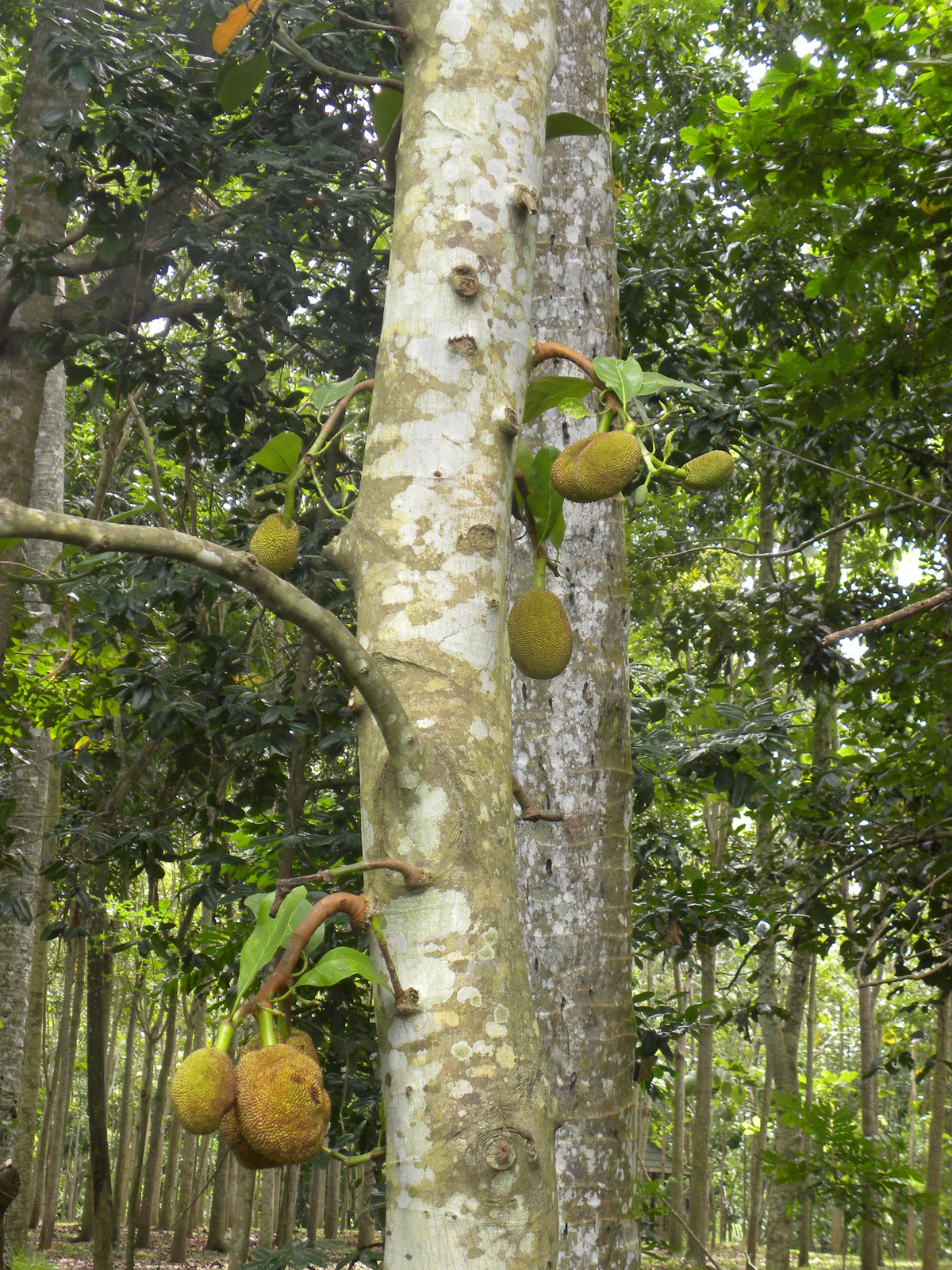 gyümölcs, jackfruit,