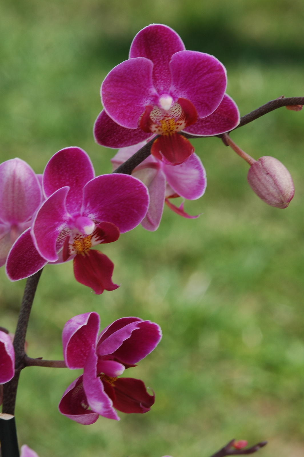 Orchidea a kerben