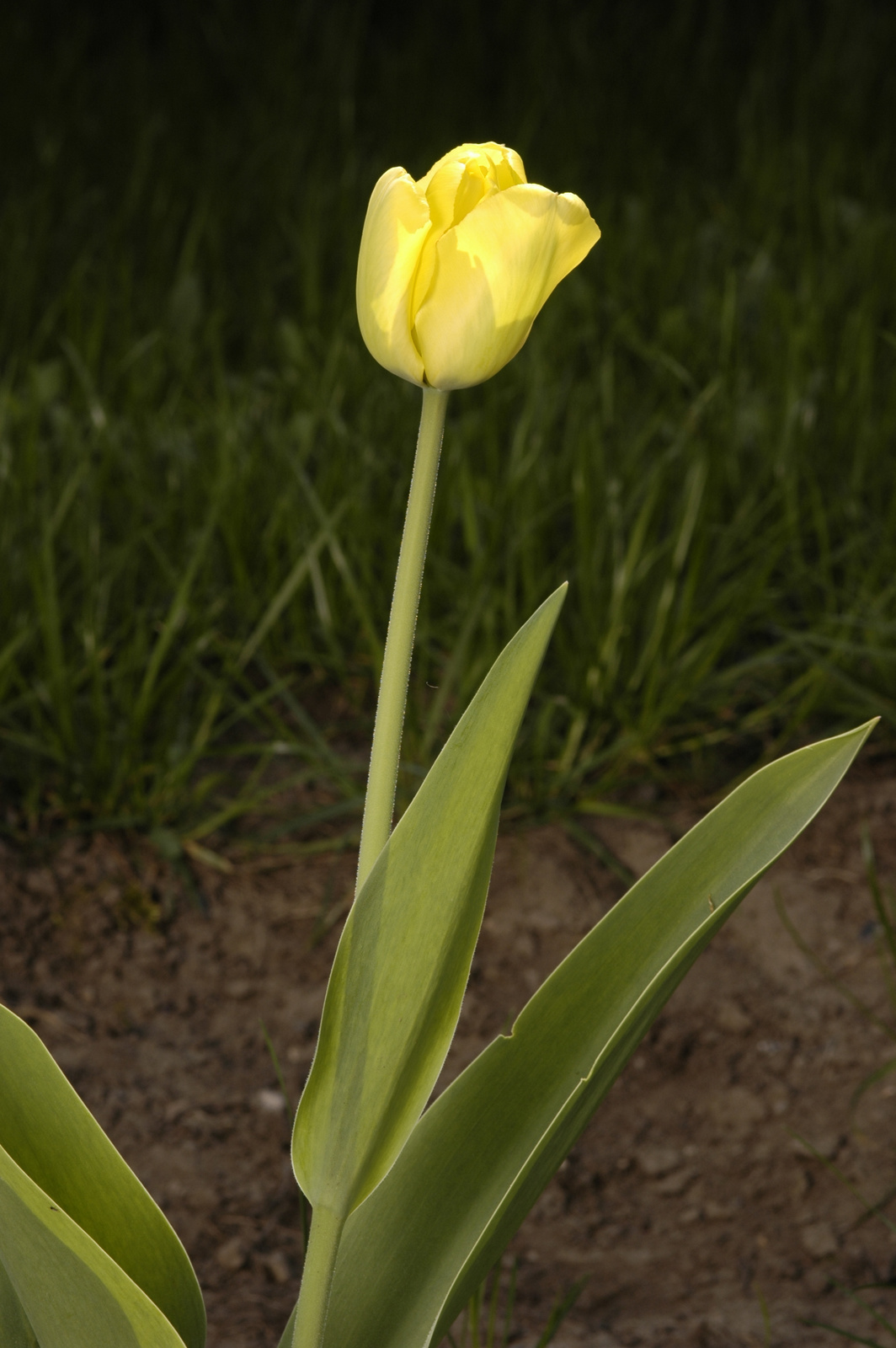 tulip02