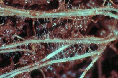micélium és gyöketek