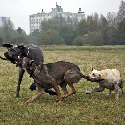 dog fight