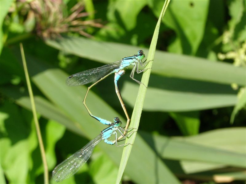 2 x dragonfly