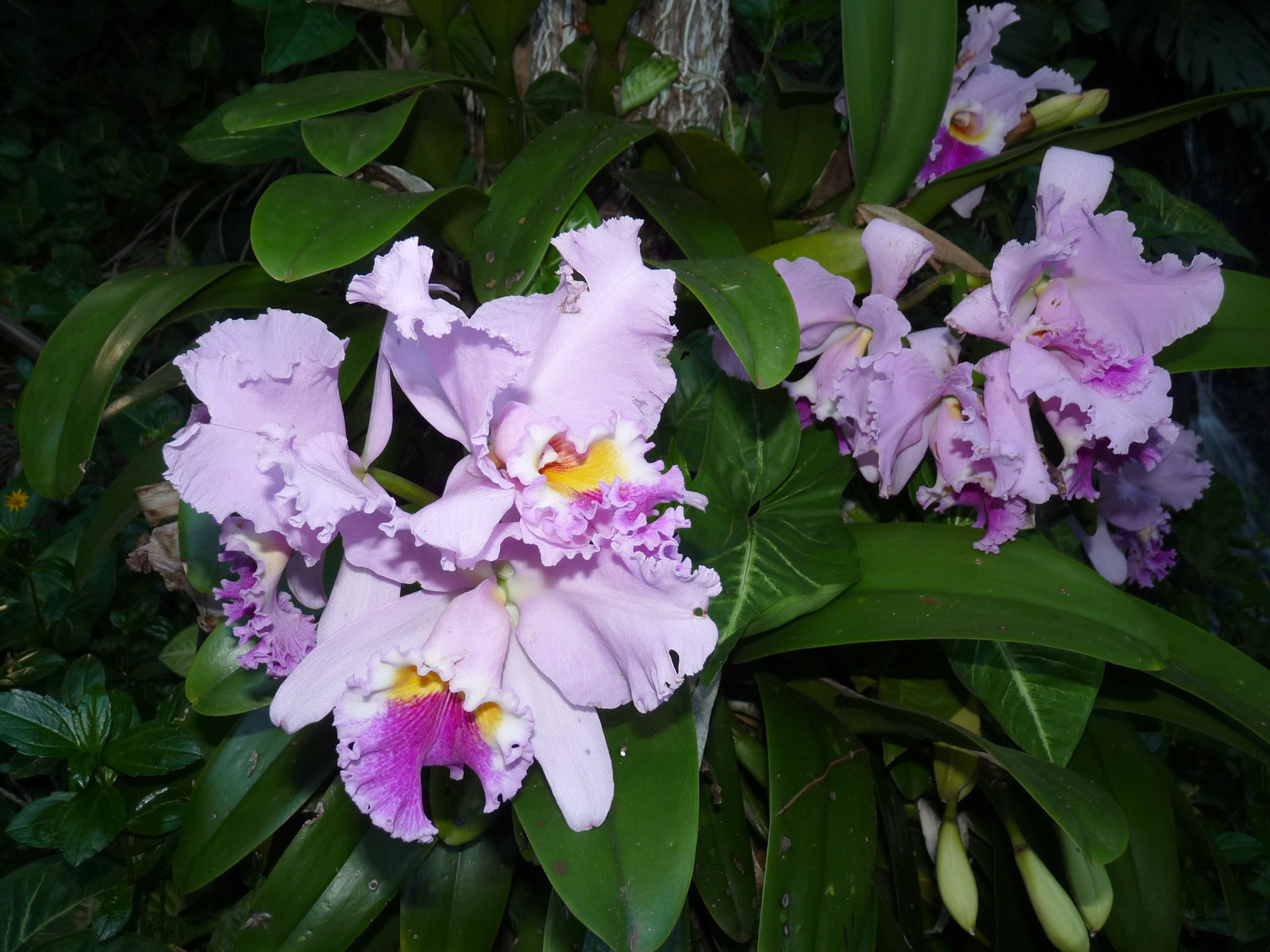 0352 Maui-Tropical Gardens