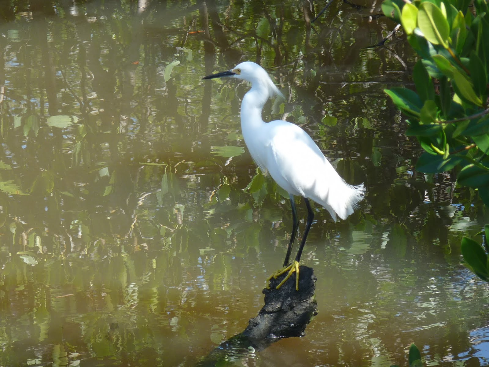 06 Ding Darling Preserve 173