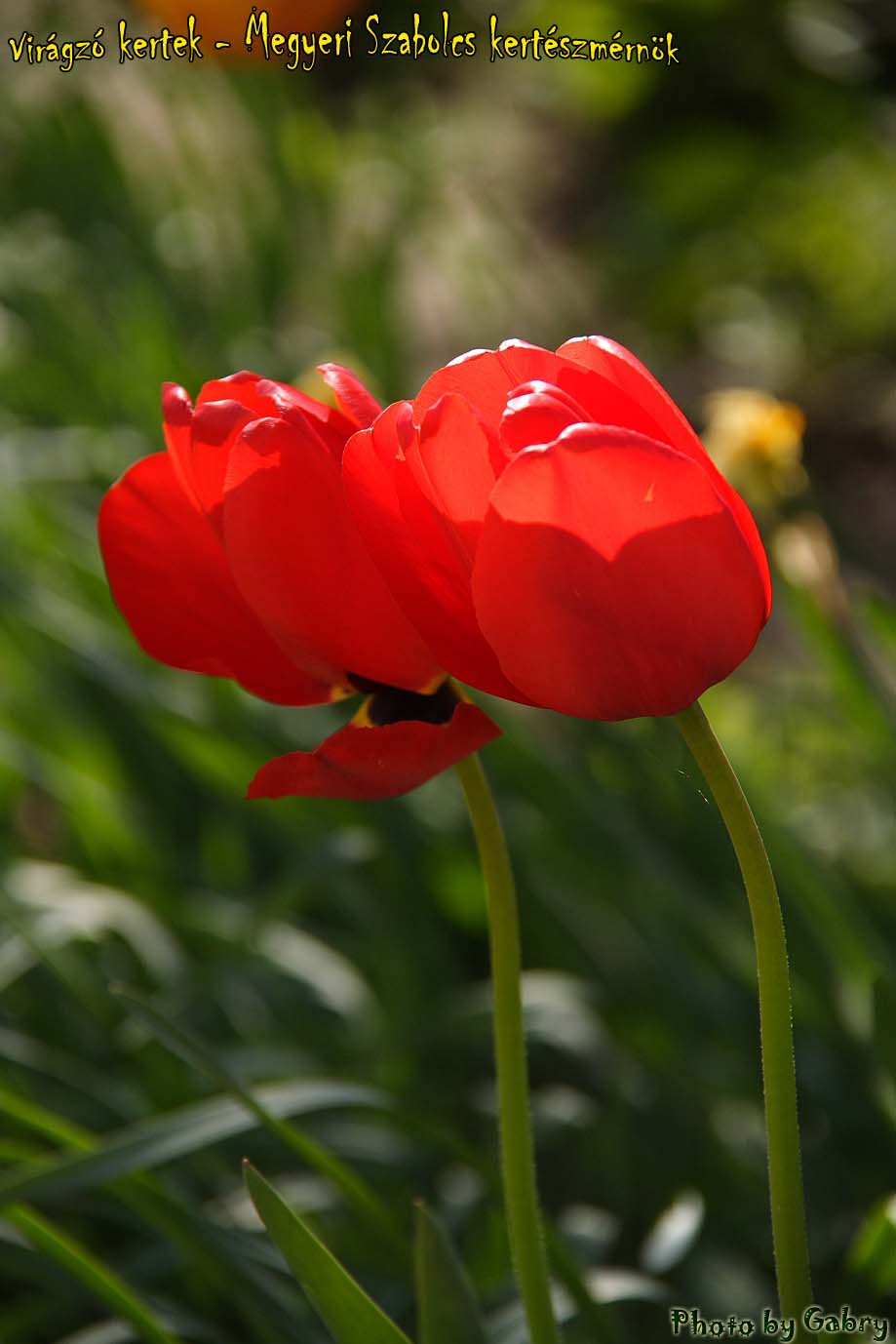 tulipán3