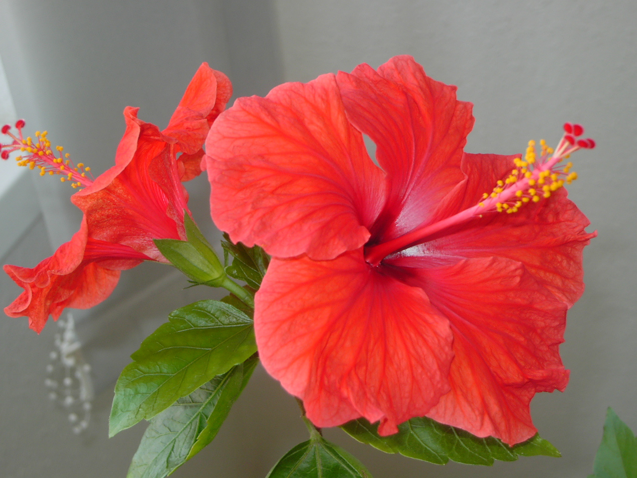 Hibiszkusz 004