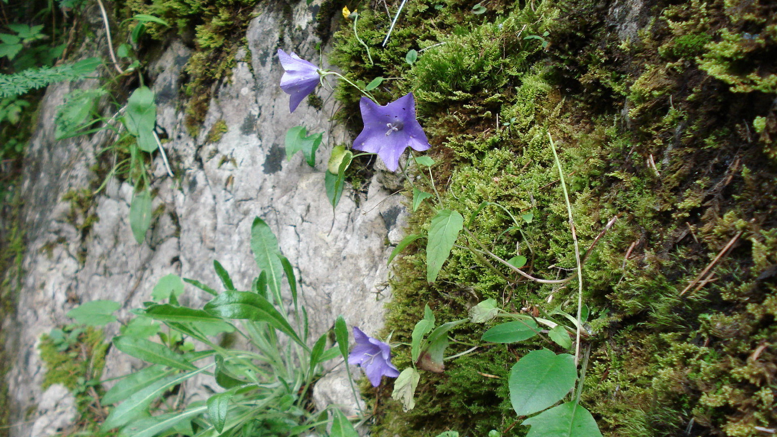 Békási-Szoros00202