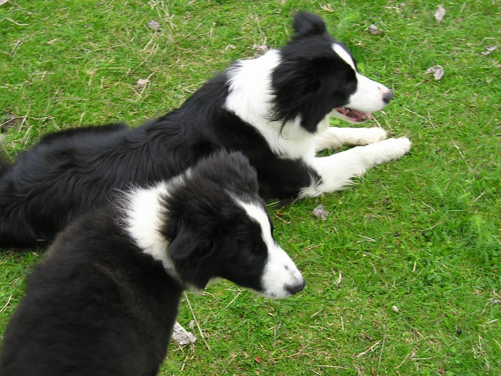 Aya on herding in Tresnjevac