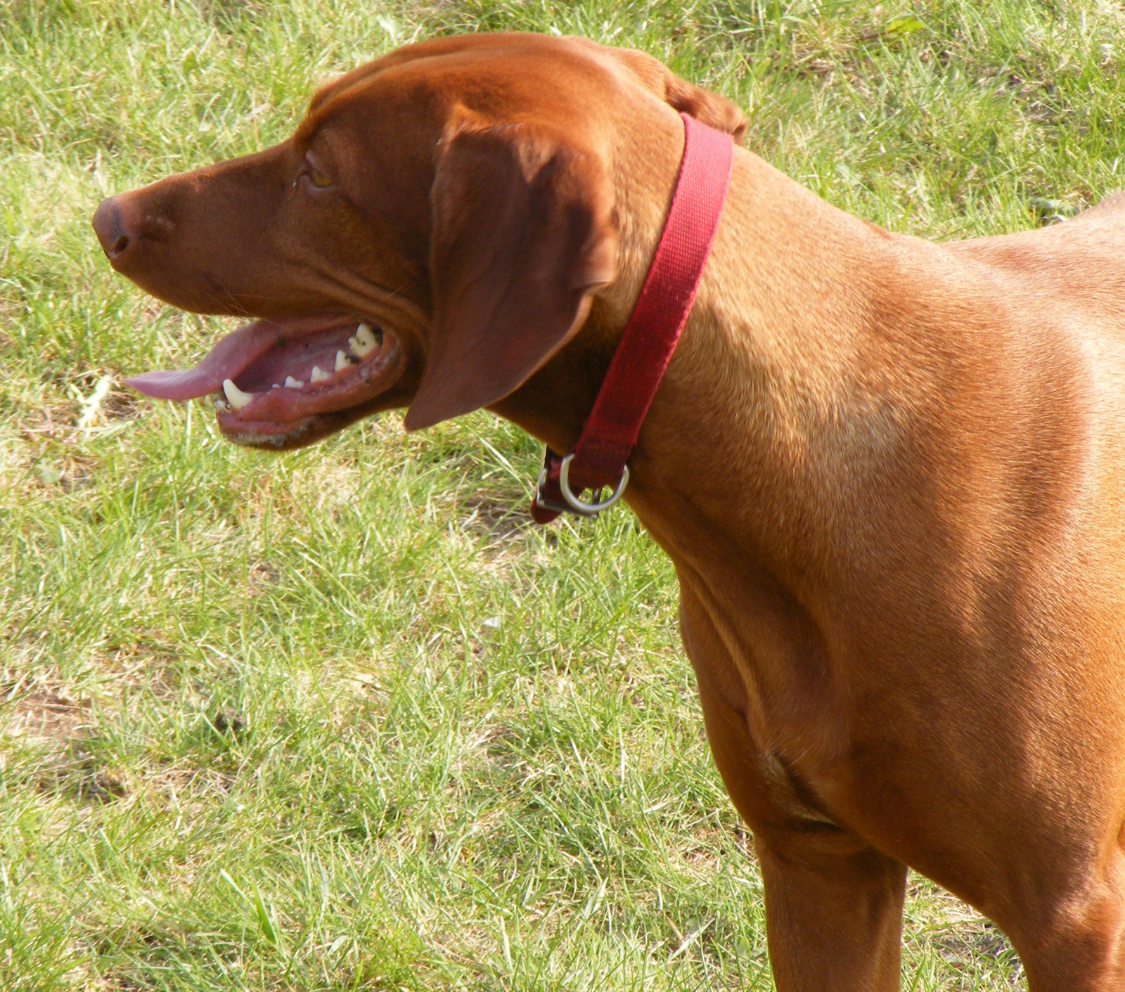 vizsla