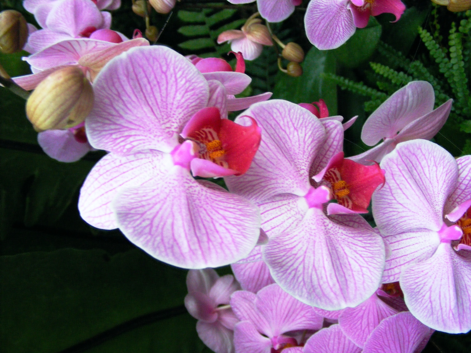 Orchidea