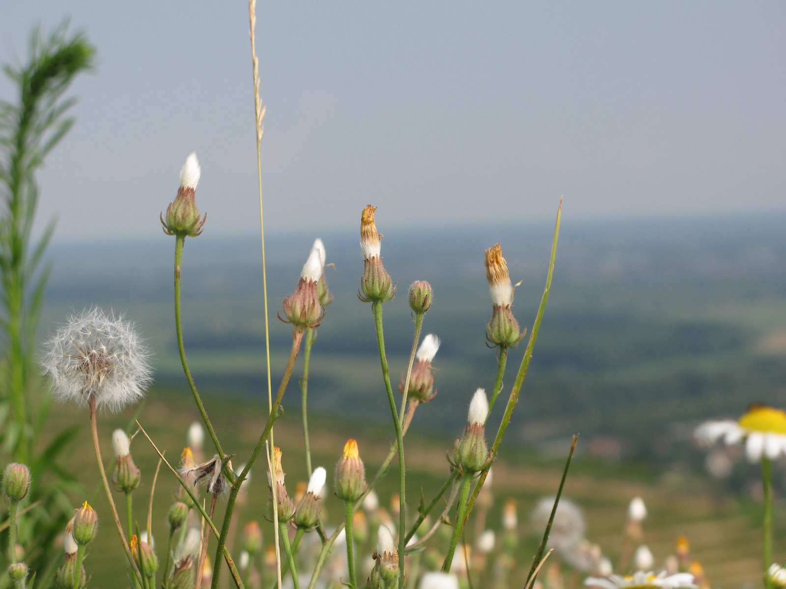 tokaj 082