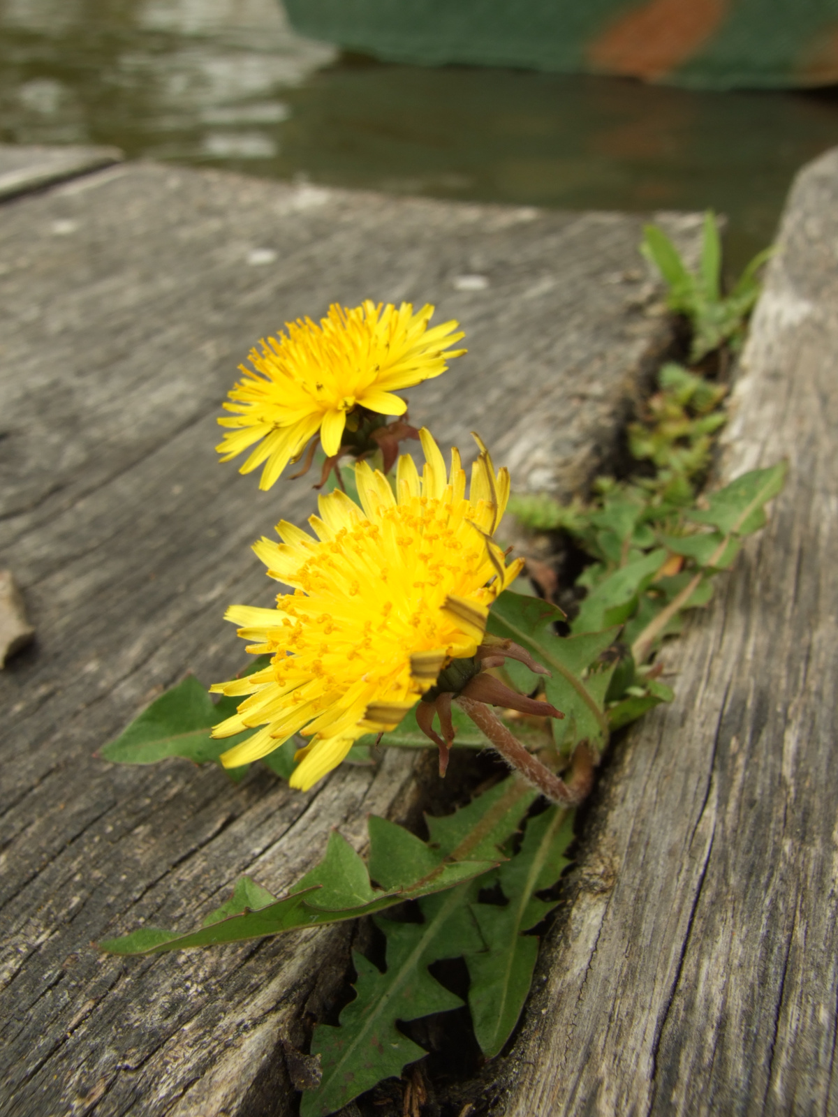 dandelions