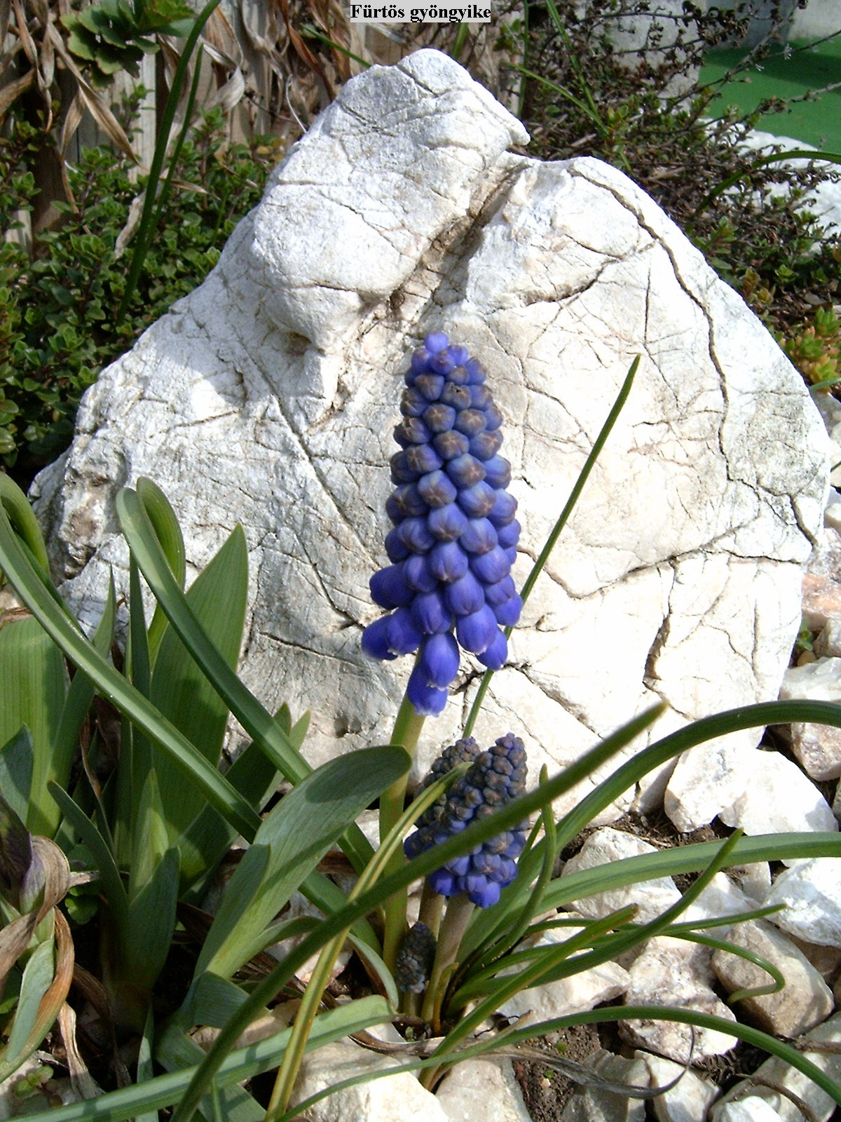 virágok az otthoni sziklakertben, SzG3